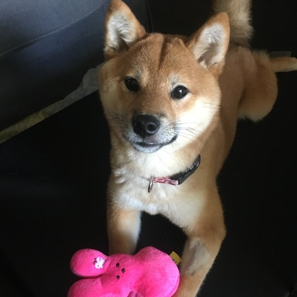 momokuma_